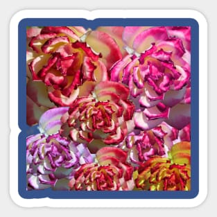 Pink and White Roses Sticker